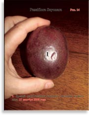 Плоды Passiflora Sayonara