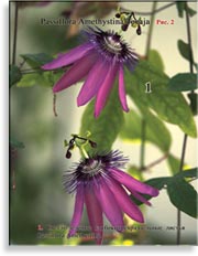 Passiflora Amethystina Tocaja