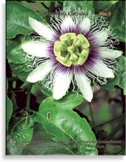 Passiflora Caerulea