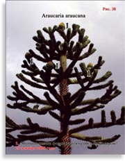 Обезьянье дерево – Araucaria araucana