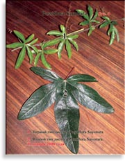 Листья Passiflora Sayonara