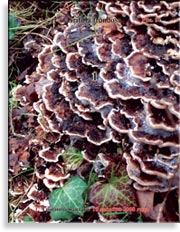 Японский гриб майтаке – Grifola frondosa