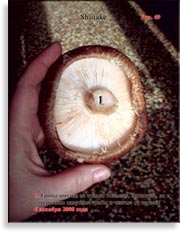 Японский гриб шитаки – Shiitake