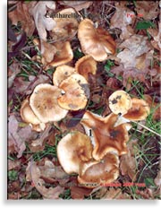 Лисички – Cantharellus cibarius