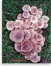Устричный гриб – Preurotus ostreatus