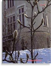 Магнолии-кадук (Magnolia-caduc)