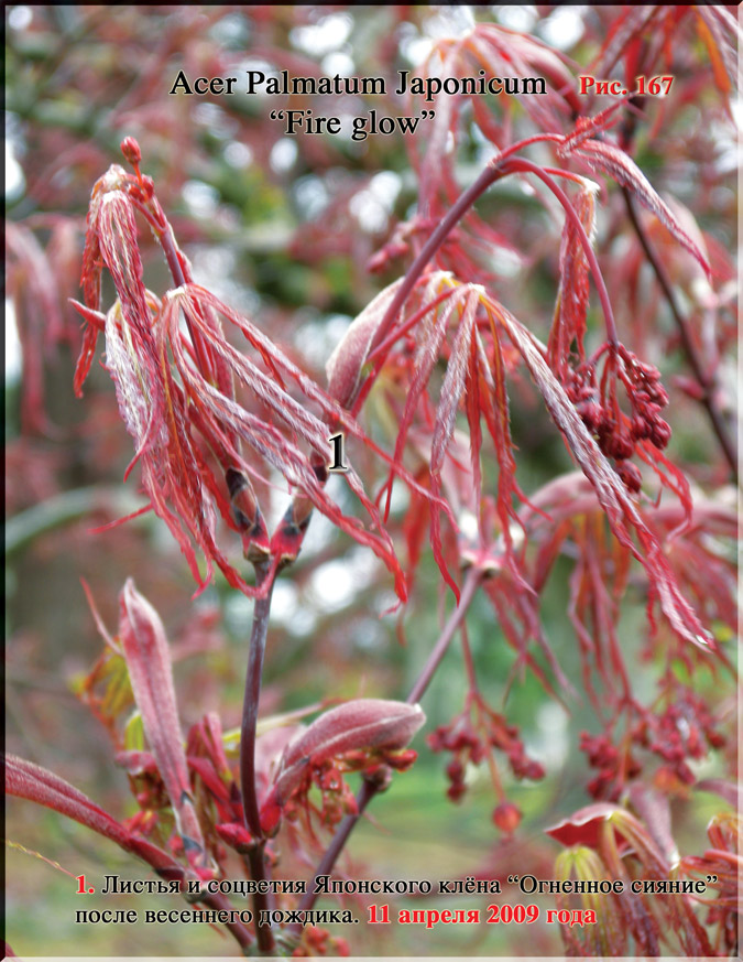 Японский пальчиковый клён «Огненное сияние»