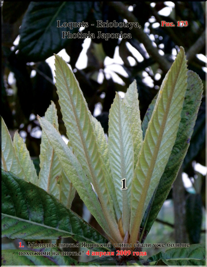 Японская слива – Photinia Japonica