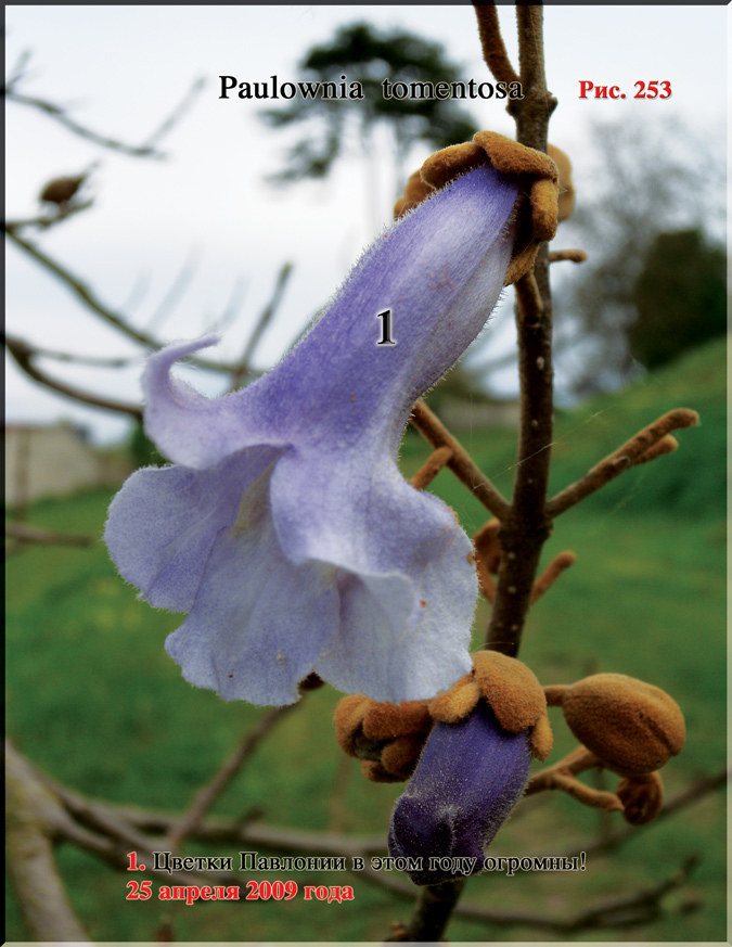 Павлония Имперская – Paulownia tomentosa Imperialis