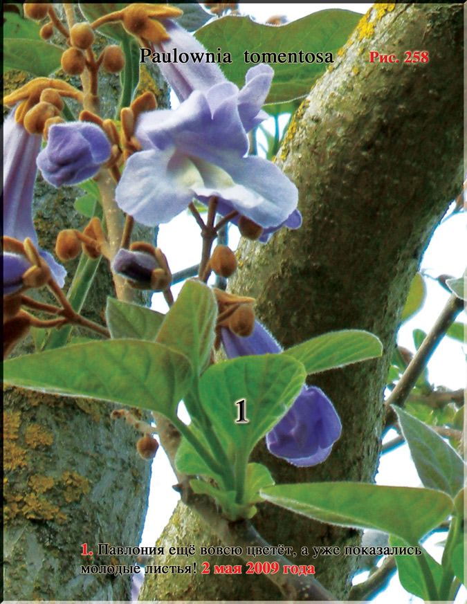 Павлония Имперская – Paulownia tomentosa Imperialis