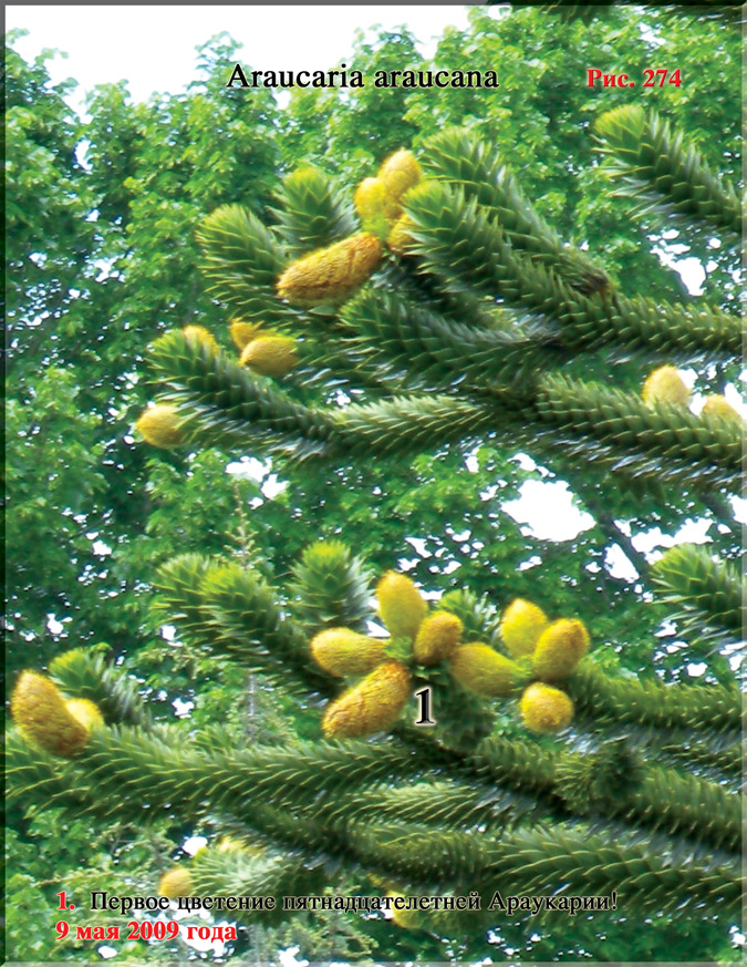 Обезьянье дерево – Araucaria araucana