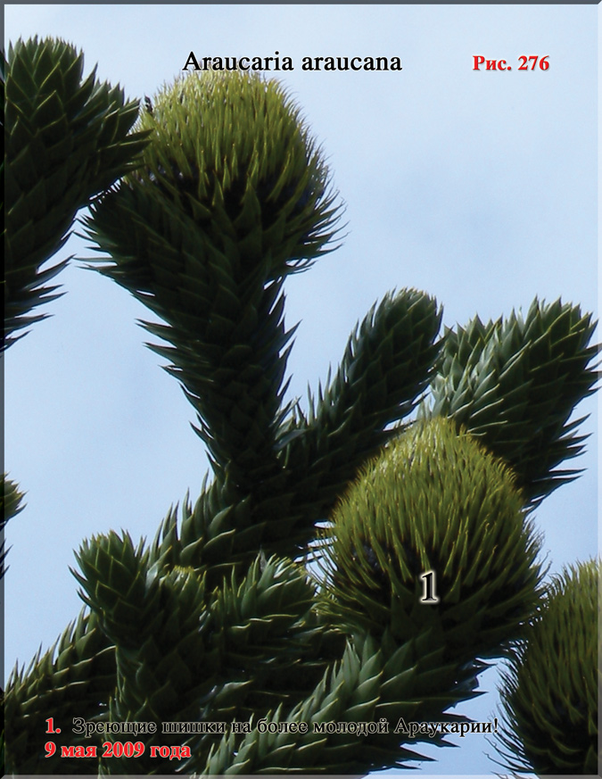 Обезьянье дерево – Araucaria araucana