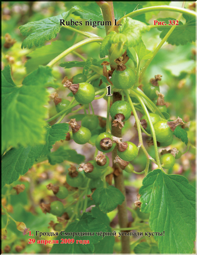 Смородина чёрная – Ribes nigrum L.
