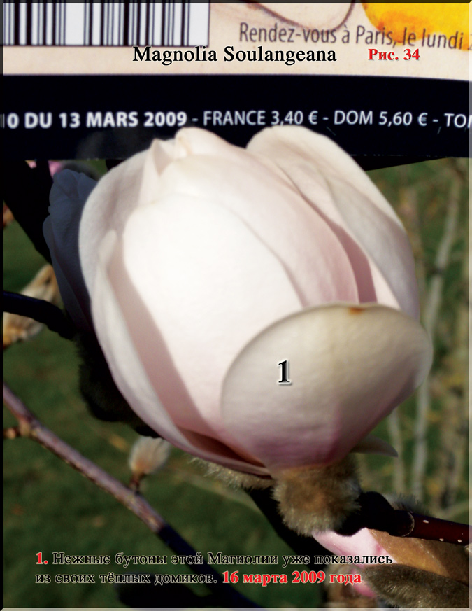 Магнолия Soulangeana – hybrid «Iolanthe»