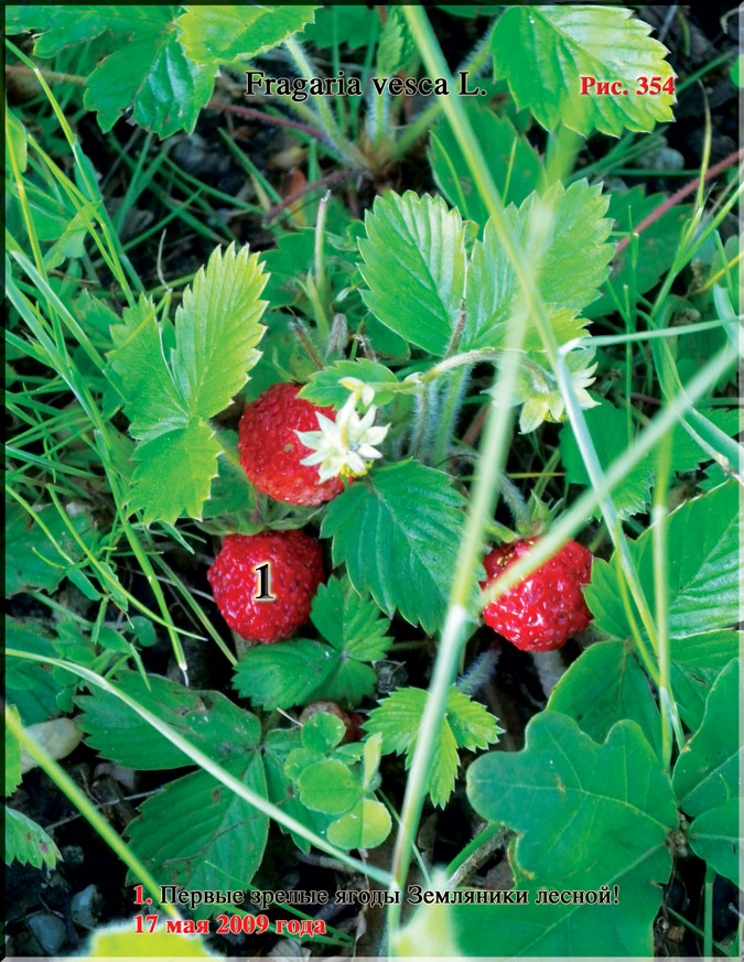 Земляника лесная – Fragaria vesca L.