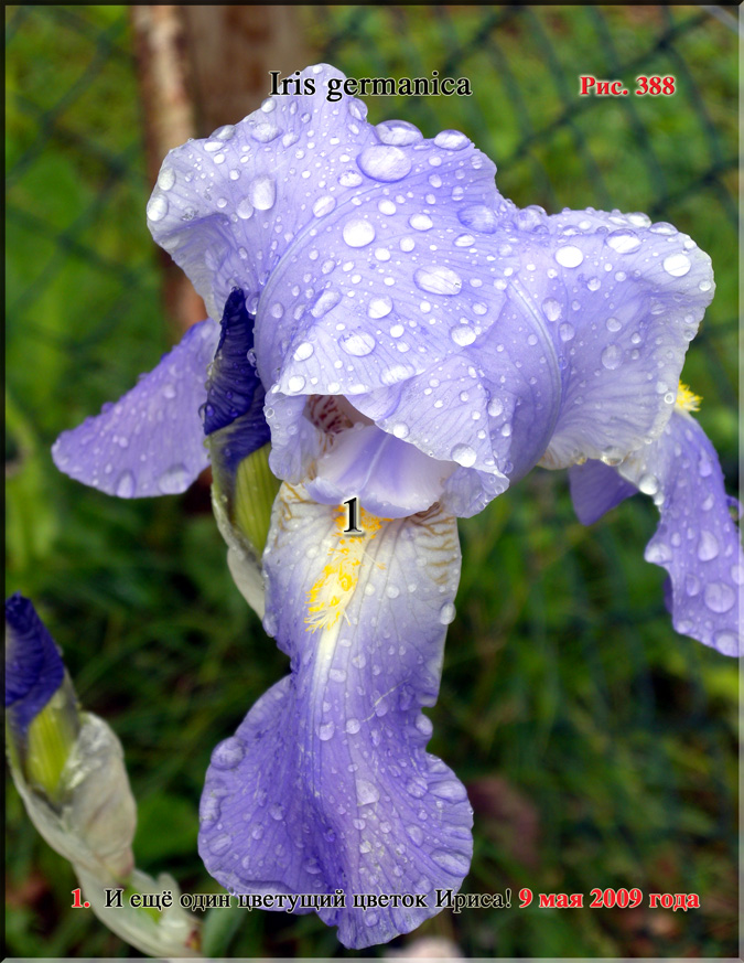 Петушки – Iris germanica