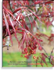 Японский пальчиковый клён «Огненное сияние» – Acer Palmatum Japonicum «Fire glow»
