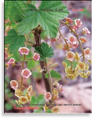 Смородина красная – Ribes vulgare Lam.