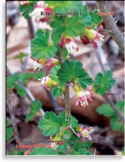 Крыжовник – Ribes uva-crspa L.