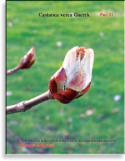 Каштан – Castanea verca Gaerth.
