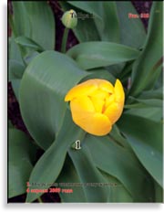 Тюльпаны – Tulipa L.