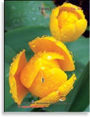 Тюльпаны – Tulipa L.