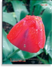 Тюльпаны – Tulipa L.