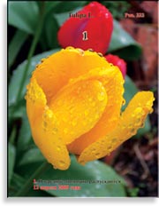 Тюльпаны – Tulipa L.