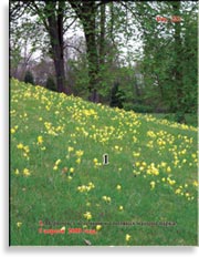 Первоцвет весенний – Primula veris L.