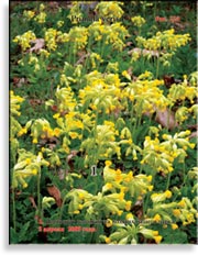 Первоцвет весенний – Primula veris L.