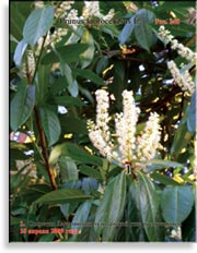 Лавровишня лузитанская – Prunus laurocerasus L.