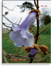 Павлония Имперская – Paulownia tomentosa Imperialis