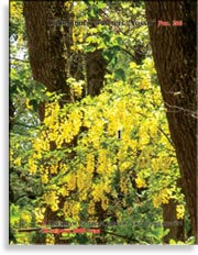 Лябурнум Ватерера «Восси» – Laburnum x watereri «Vossi»