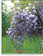 Вистерия китайская – Wisteria chinensis