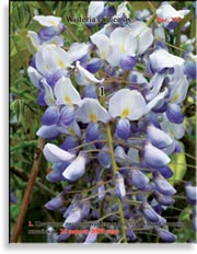 Вистерия китайская – Wisteria chinensis