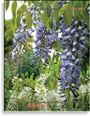 Вистерия китайская – Wisteria chinensis