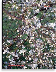 Вишня обыкновенная – Prunus cerasus L.