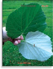Липа серебристая – Tilia tomentosa