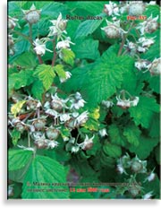 Малина красная – Rubus daeus