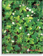Земляника лесная – Fragaria vesca L.