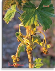 Смородина красная – Ribes vulgares Lam.