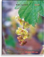 Смородина чёрная – Ribes nigrum L.