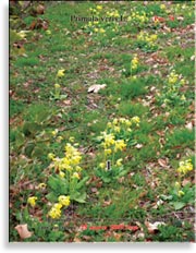 Первоцвет весенний – Primula veris L.
