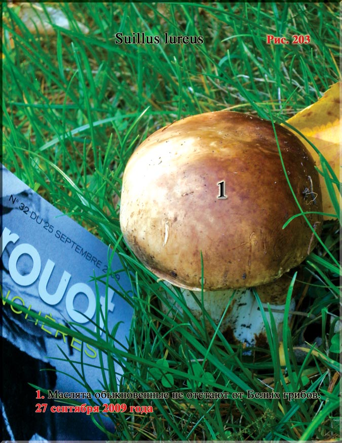 Маслята обыкновенные (Suillus lureus)