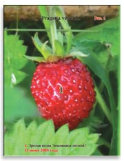 Земляника лесная (Fragaria vesca L.)