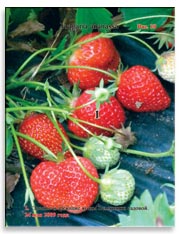 Земляника садовая (клубника), Fragaria ananassa