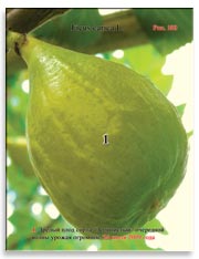 Созревшие плоды сорта «Золотистый» на ветках Фигового дерева (Ficus carica L.)