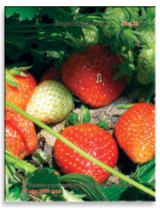 Земляника садовая (клубника), Fragaria ananassa