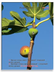 Плоды сорта «Кровавый» на ветках Фигового дерева (Ficus carica L.)