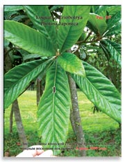 Слива японская (Photina Japonica)